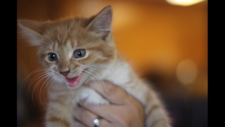 8e4b596f-mittens_1476204706466.JPG