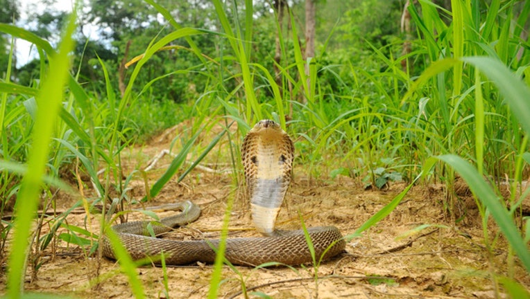 b0fcc61b-monocled cobra flickr_1533050124646.jpg.jpg