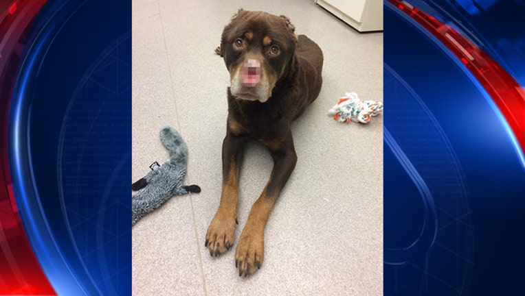 23310d90-rottweiler with nose, ears cut off_1484775093218.jpg