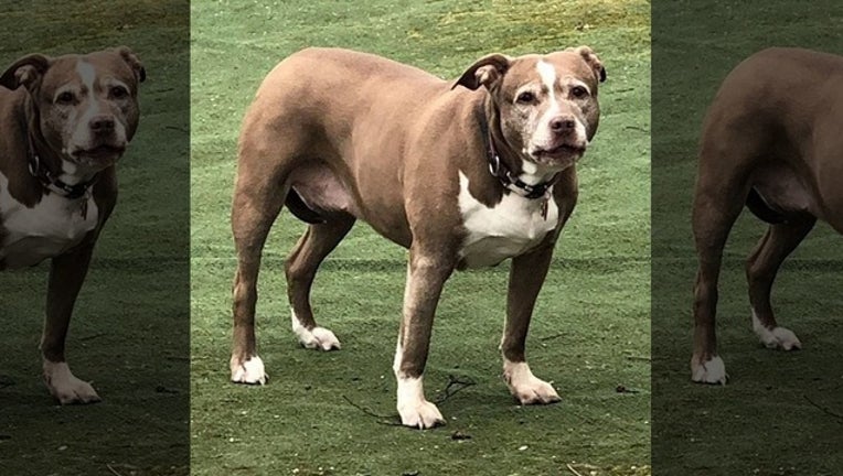 47012946-sadie_dog_saves_family_gas_leak_tuckahoe_pd_021019_1549811631349-401096.jpg