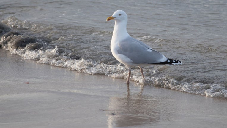 67b0b3b8-seagull-GETTY-IMAGES_1500908640686.jpg