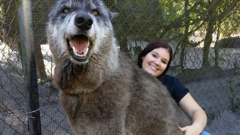 Photo of giant wolfdog at Florida sanctuary goes viral