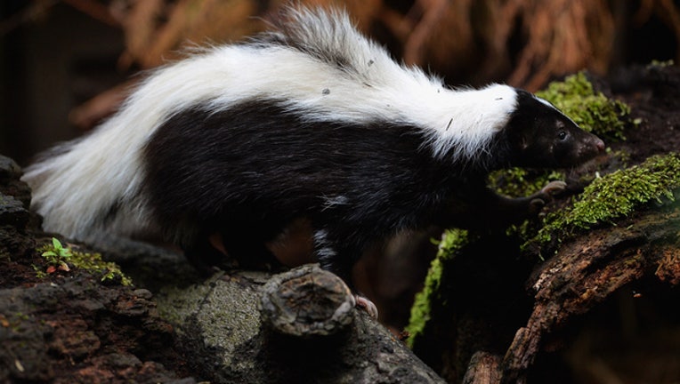 ae7adb17-skunk getty image 70010028_1524082157496