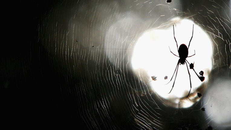 f1e095b6-spider pic getty image 52644080IW006_Concentrated__1523463173663