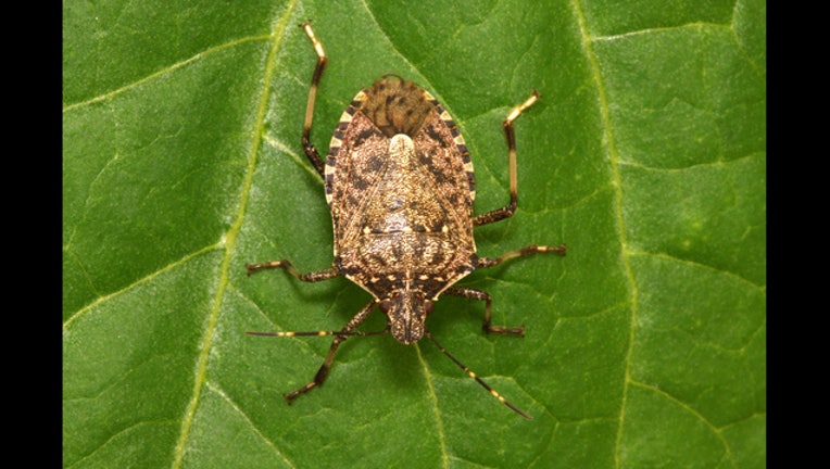 stink bug via wikimedia commons_1506093092506.jpg