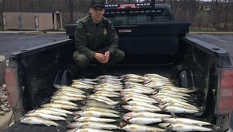 Michigan DNR officers confiscate 80 walleye pulled from Detroit River by  fishermen