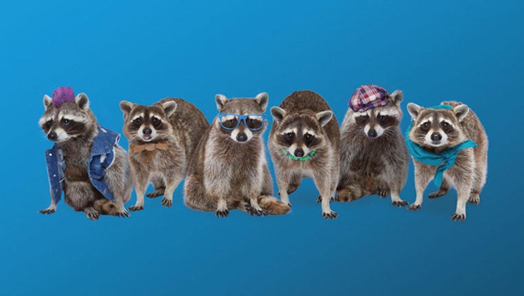 wjbk_recycle raccoons_062519_1561478423551.JPG.jpg