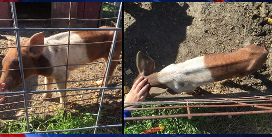 Blake S Explains After Photos Of Sick Pig Circulate Insists Pig Is Receiving Proper Care
