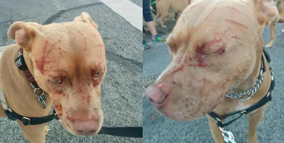 a ferocious cat attacked a woman and 7 pitbulls