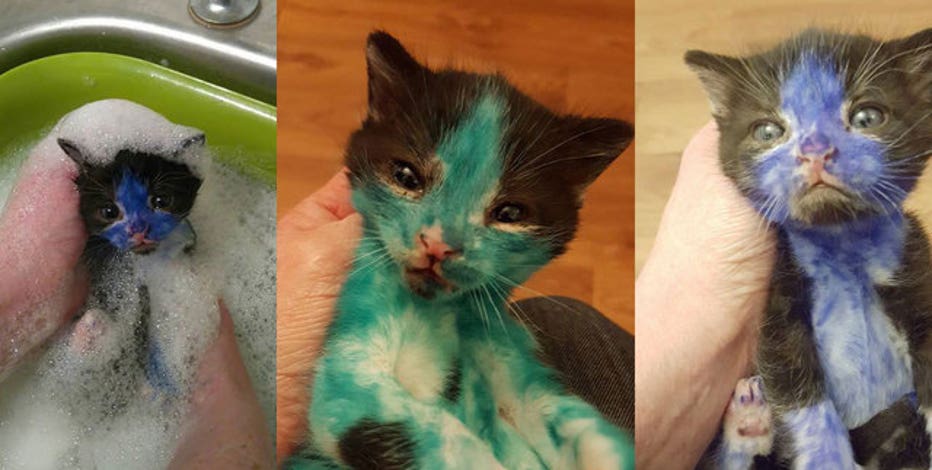 Horrible Prank Leaves Kittens Covered In Toxic Ink Fox 2 Detroit