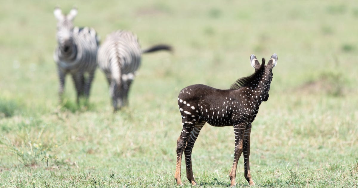 'Looked like a different species': Rare polka-dotted zebra spotted at ...