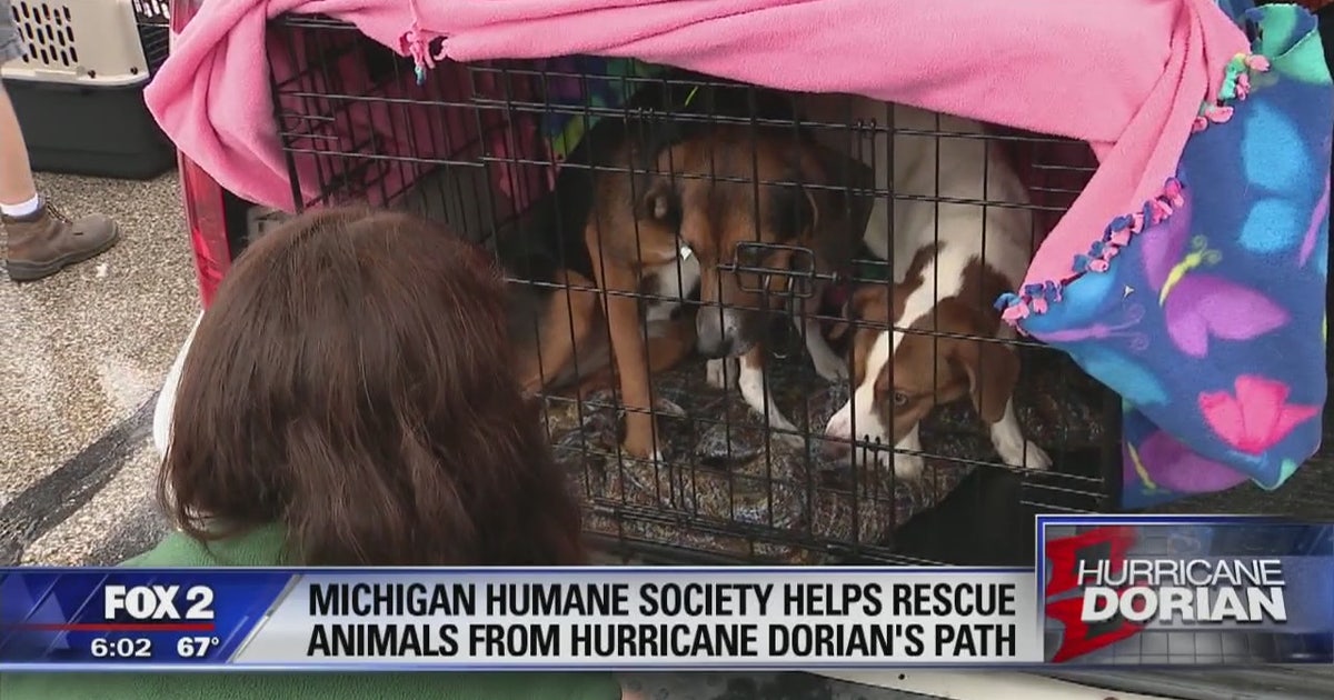 Michigan Humane Society helps rescue animals from Hurricane Dorian's ...