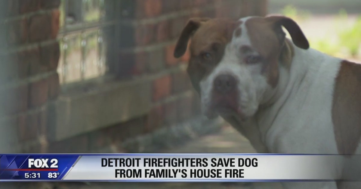Special oxygen mask saves dog's life in Detroit house fire | FOX 2 Detroit
