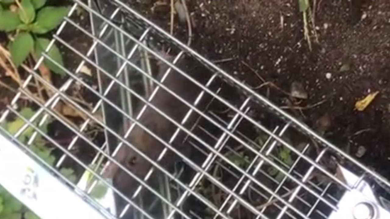 Some Royal Oak residents say rodents are on rise FOX 2 Detroit