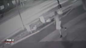 Campaign signs of Livonia council candidate stolen on camera