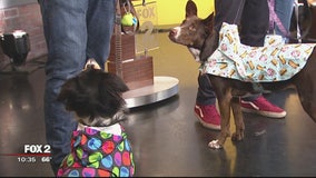 Dog debate: raincoats, yes or no?
