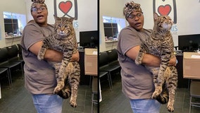 'Chonky kitty': 26-pound cat headed to forever home thanks to viral success