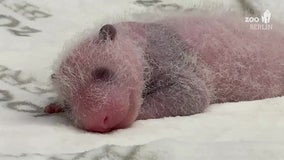 Germany's first-ever panda cub twins thriving at Berlin Zoo