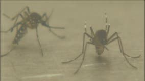 Oakland County confirms West Nile Virus found in mosquitoes in Troy