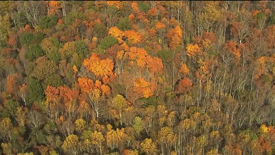 When will leaves change color in Michigan? Check the fall foliage map