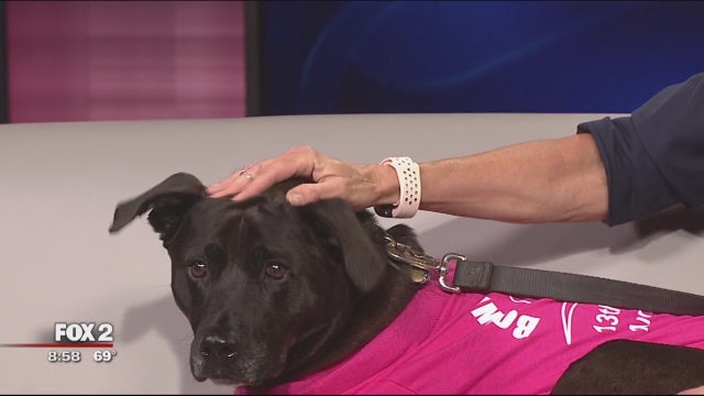 14th Annual Bowl-4-Animal Rescue