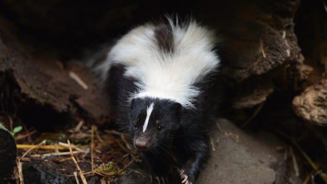 Officials confirm 2 rabies cases in skunks from Southfield, Troy