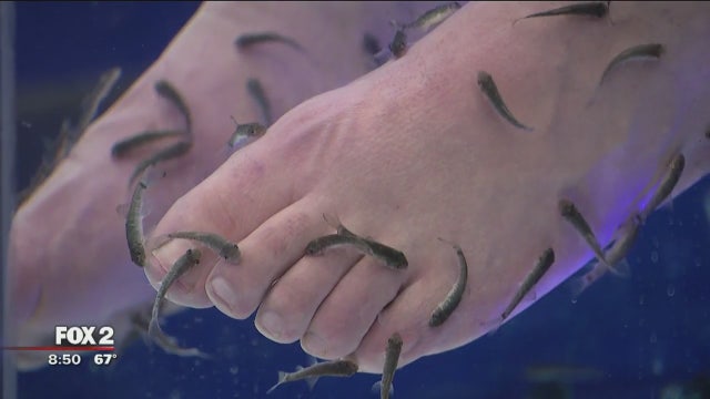 Jay, Ryan and Alan try out a 'fishy' spa experience