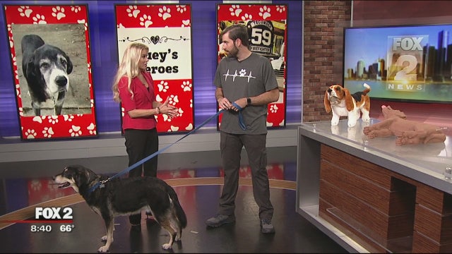 Pet safety with Huey's Heroes