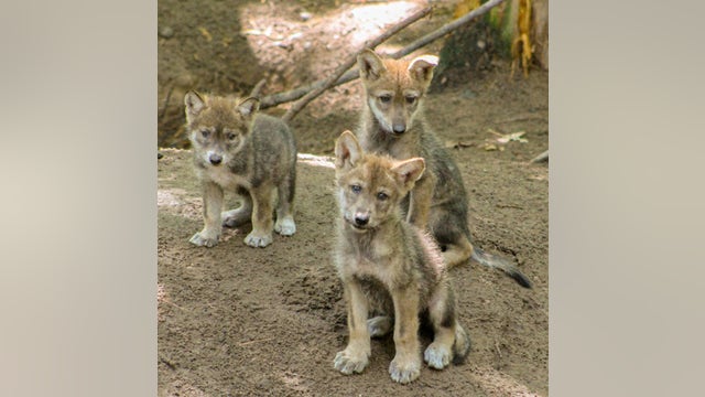 2 wolf pups at Mich. zoo die of mosquito-borne virus EEE
