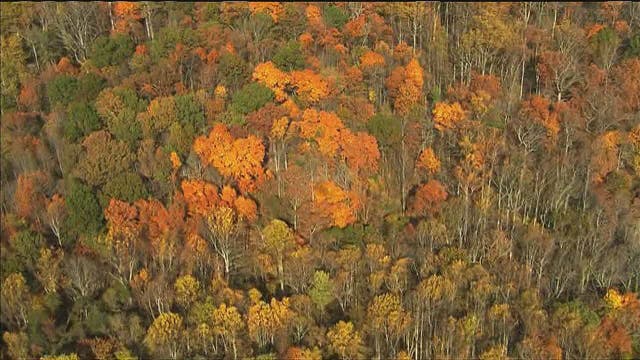 When will leaves change color in Michigan? Check the fall foliage map