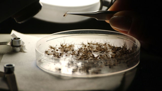 Fourth person dies from rare EEE mosquito-borne virus