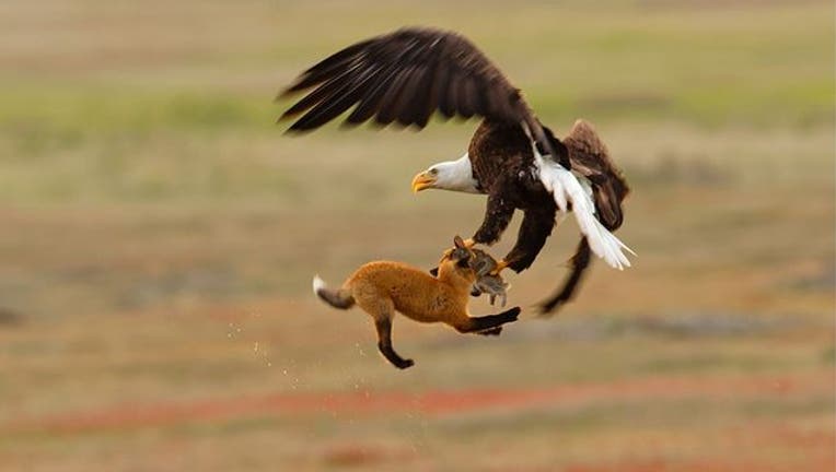 Bald eagle fights fox in incredible midair tussle