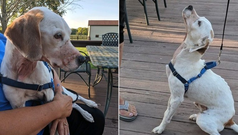 269f73b7-richard k jones_dog_082519_1566745530380.png-402429-402429.jpg