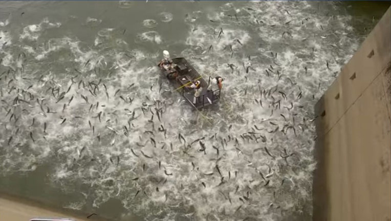 ef618778-wjbk_Kentucky Dept Asian Carp_080119_1564686424681.JPG.jpg
