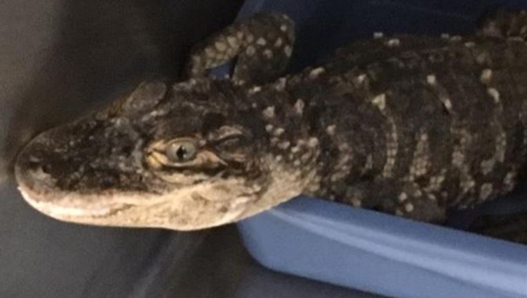 c6b45928-wjbk_alligator oceola_073019_1564511380812.jpg.jpg