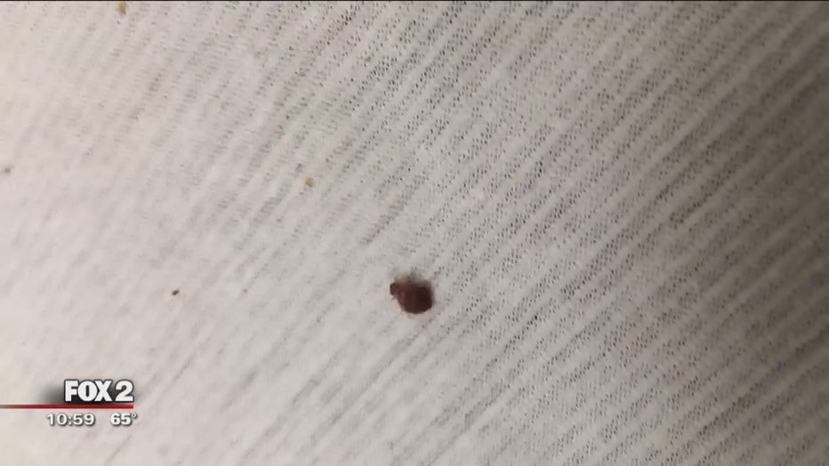 bed bugs under mattress