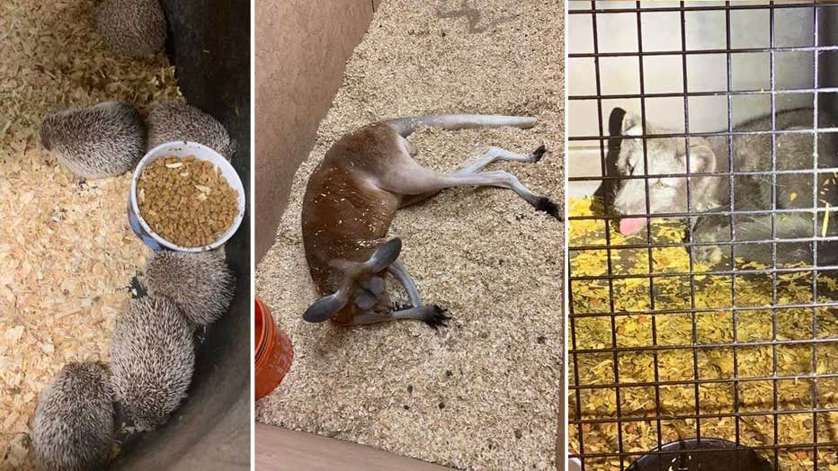 Warrant issued for Oakland County man wanted for hoarding of 500 exotic animals, including kangaroo Warrant issued for Oakland County man wanted for hoarding of 500 exotic animals, including kangaroo
