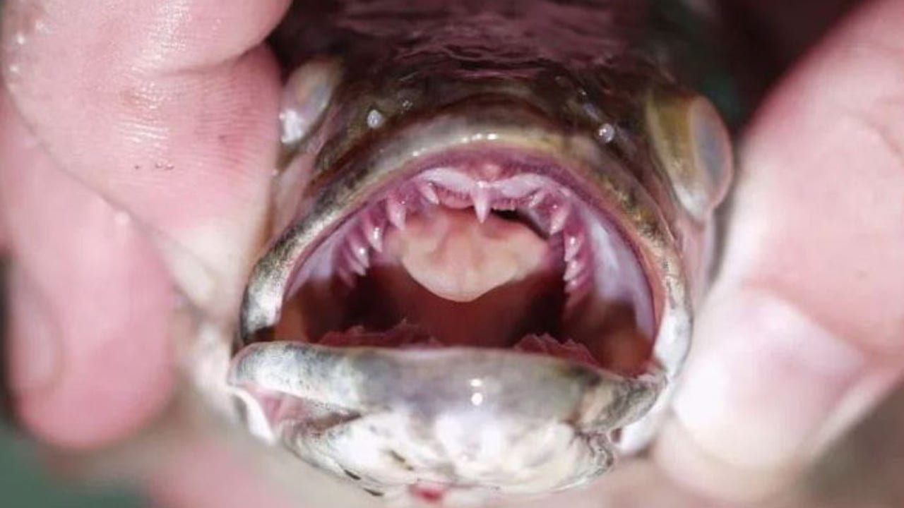 Kill it immediately': Invasive fish that breathe air, survive on