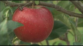 Mich. company recalling apples for potential listeria contamination