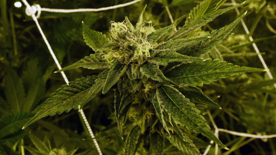 Southwest Michigan city considering music festival with weed vendors