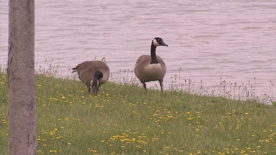 Three Macomb County men fined $19,500 for illegal waterfowl hunting