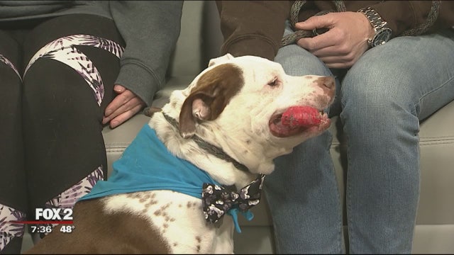 Empty the Shelter with Almost Home