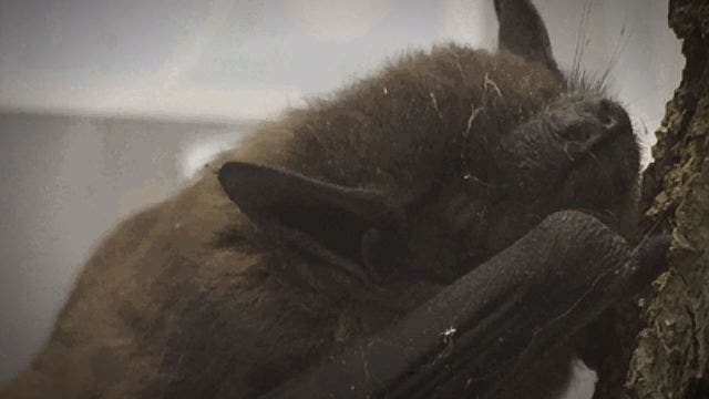 Two rabid bats found in Washtenaw County