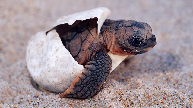 The majority of baby sea turtles are now born female — climate change is to blame