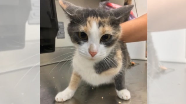 Anonymous donor pledges $1M in matching contributions to Pontiac animal shelter