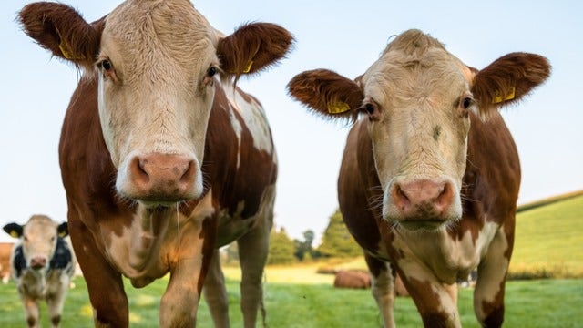 7% of Americans think chocolate milk comes from brown cows