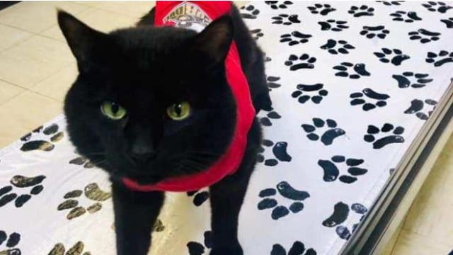 Missing black cat in red onsie on feeding tube goes missing from Livonia animal hospital