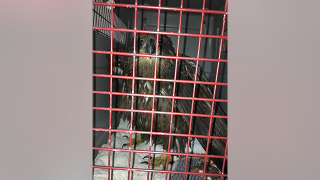 2 men confess to shooting eagle in Manistee, leading to its euthanasia