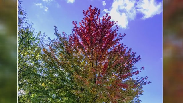 This tree is literally rainbow-colored. How'd fall do that?
