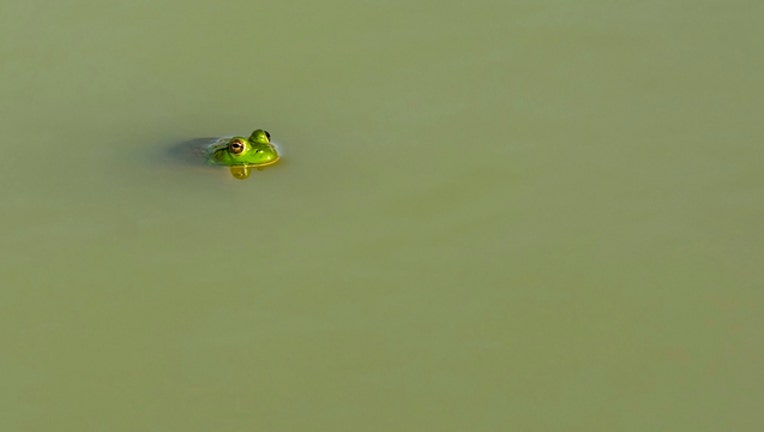 96775bdc-wjbk_wetlands generic_091819_1568827887148.jpg.jpg